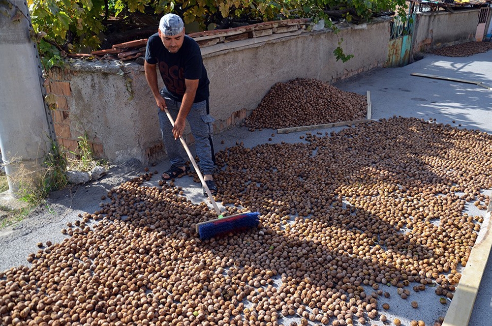 Oğuzlar Cevizi Coğrafi İşaret Tescili Aldı