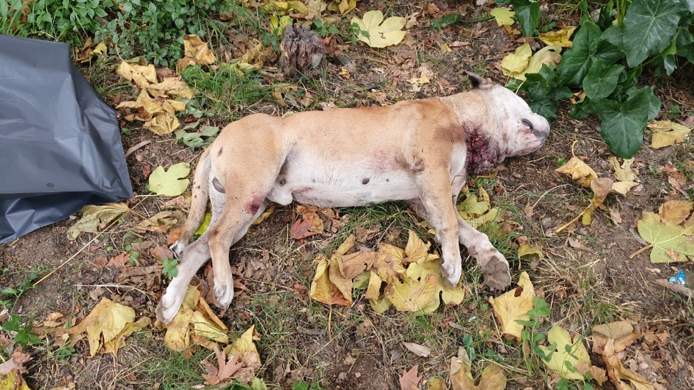 Okul Bahçesinde Köpeği Bıçakladılar