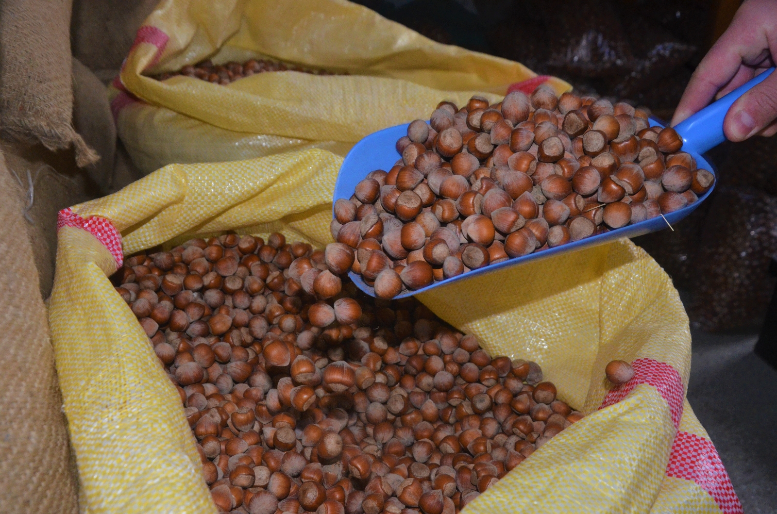 Ordu’da fındık 21,5 liraya geriledi