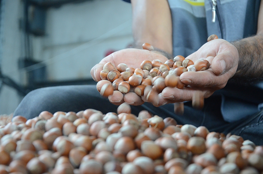 Ordu’da serbest piyasada fındık 24,5 liraya yükseldi