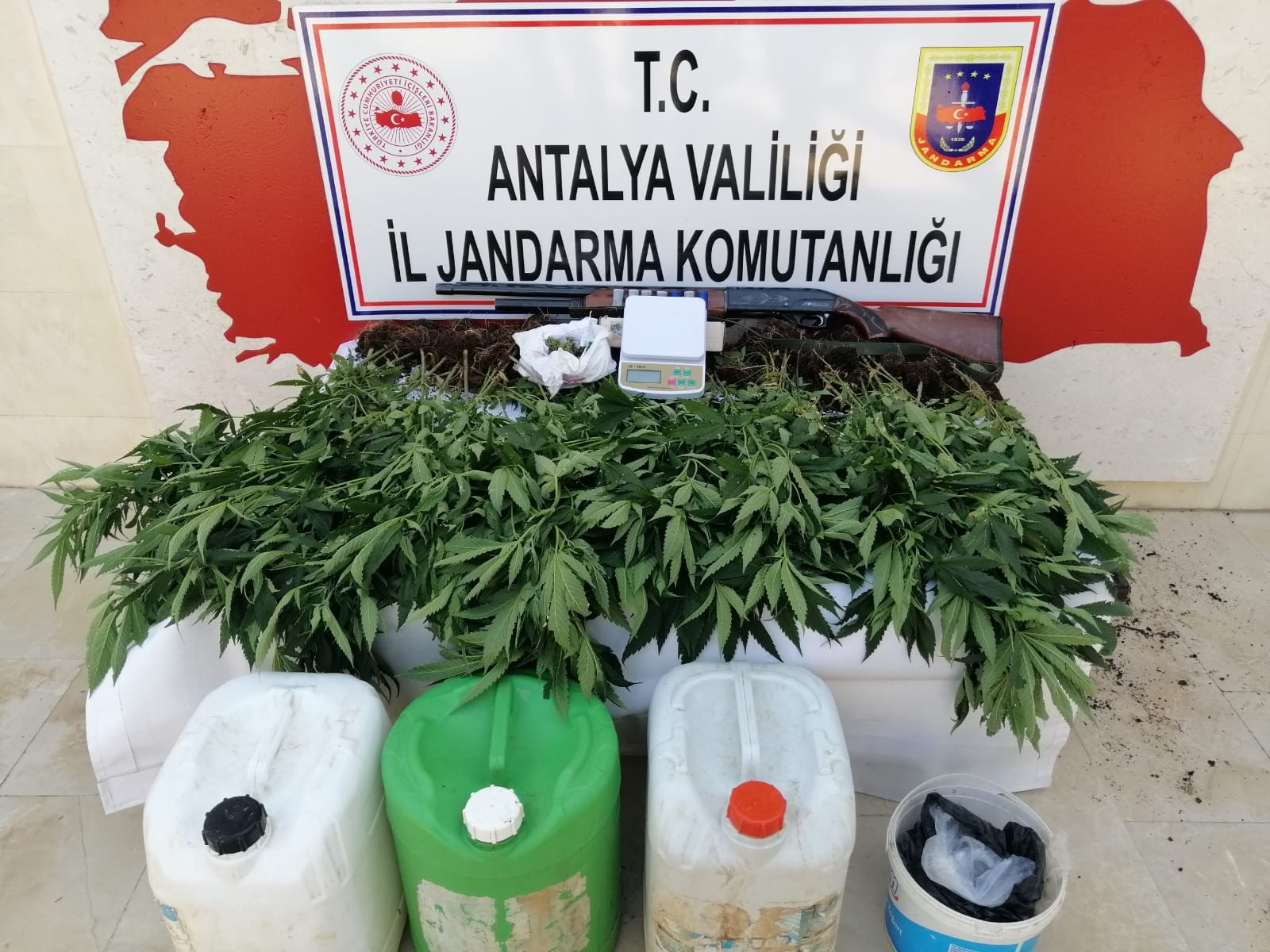 Ormanlık alana ektiği kenevirleri sularken yakalandı