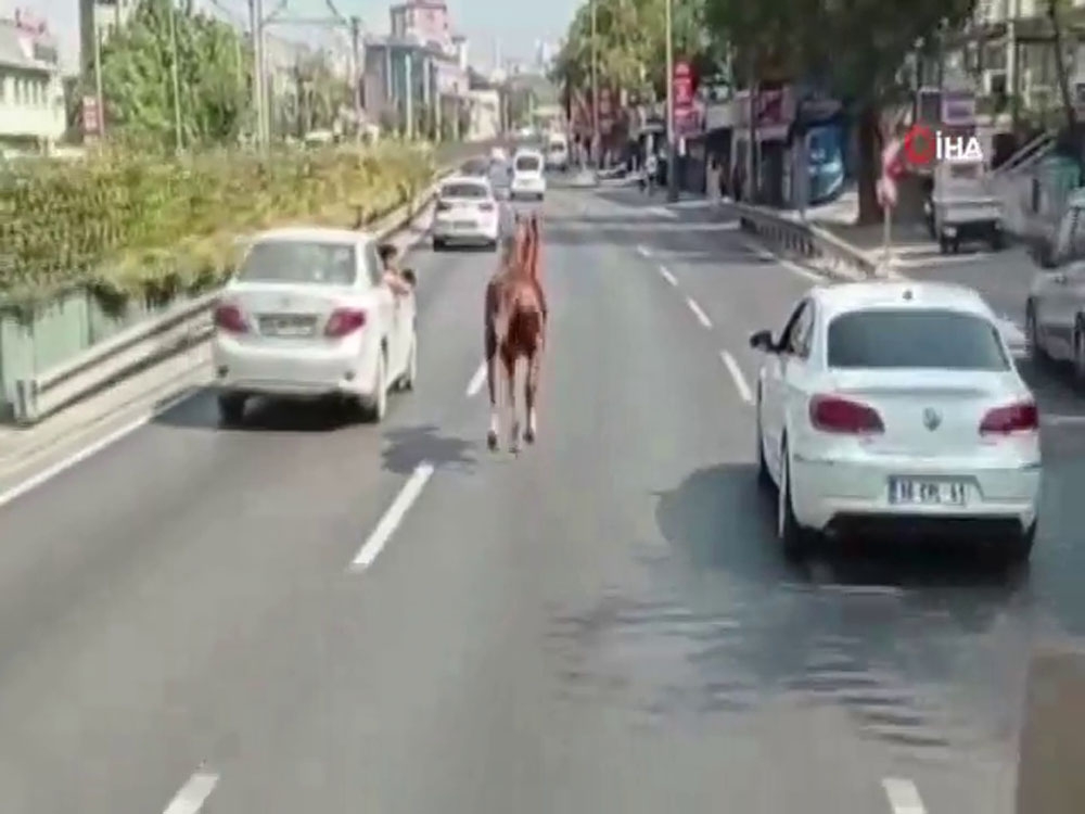 Otobanda dörtnala...