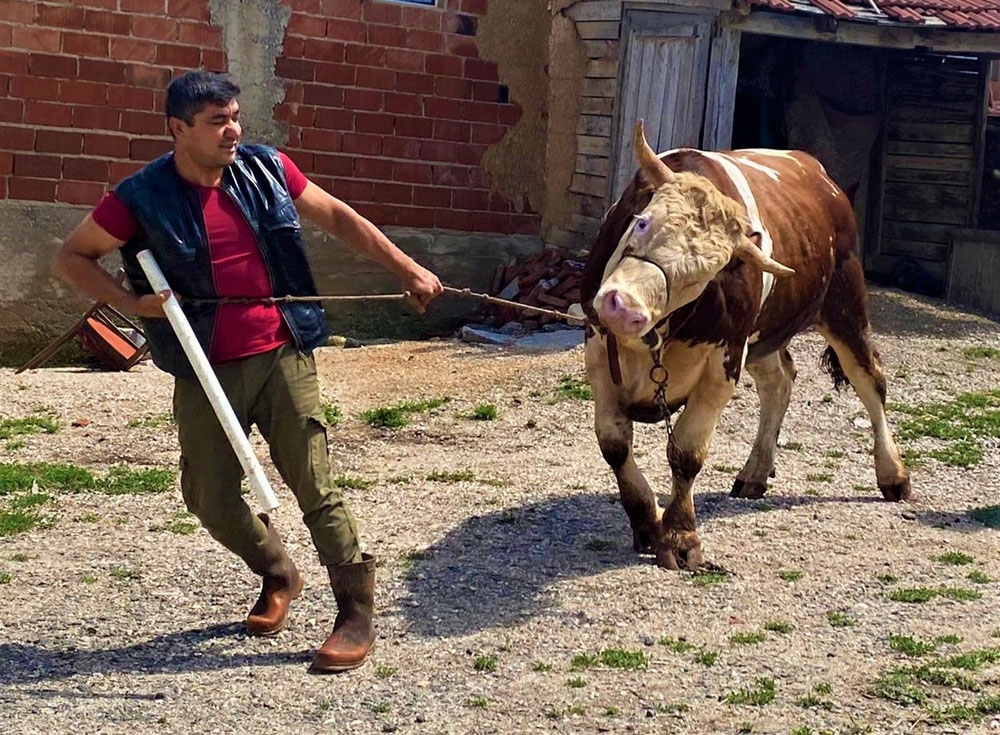 Otomobil fiyatına 1 ton 90 kiloluk kurbanlık