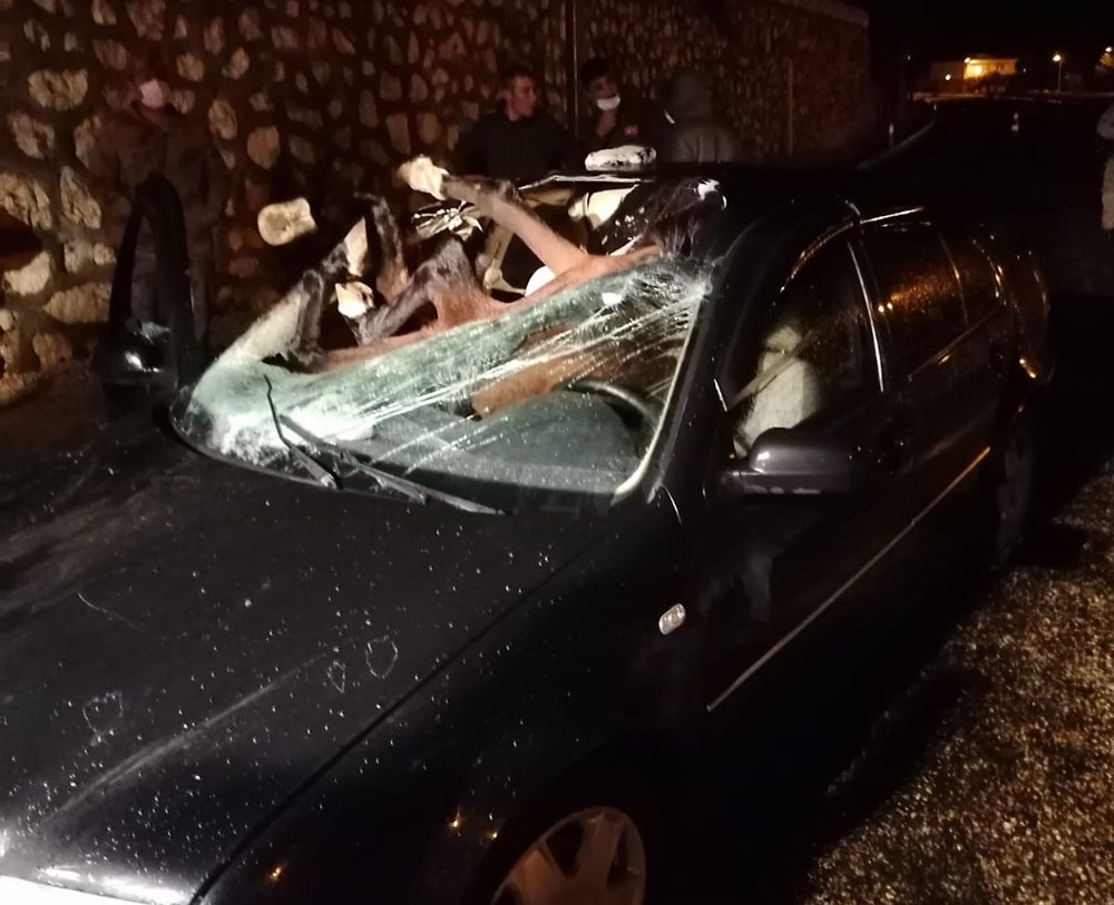 Otomobilin çarptığı at, aracın içine girdi