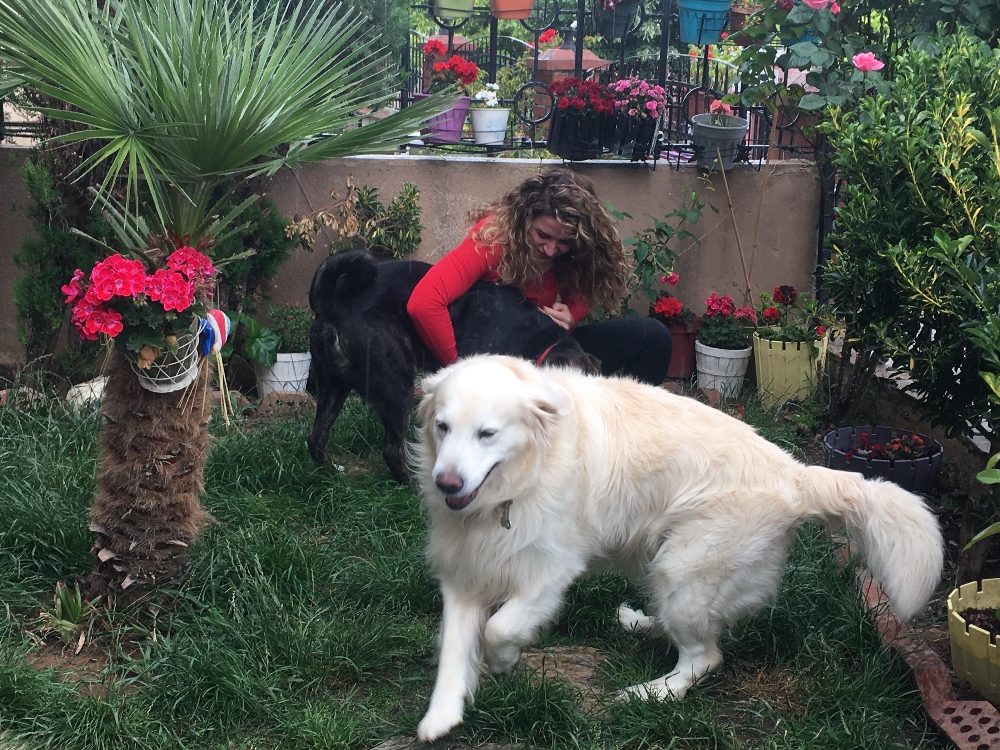 Oyuncu Gamze Topuz’un köpeklerine çivili kemik attılar