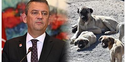 Özgür Özel: Sokak köpekleri için siper olacağız