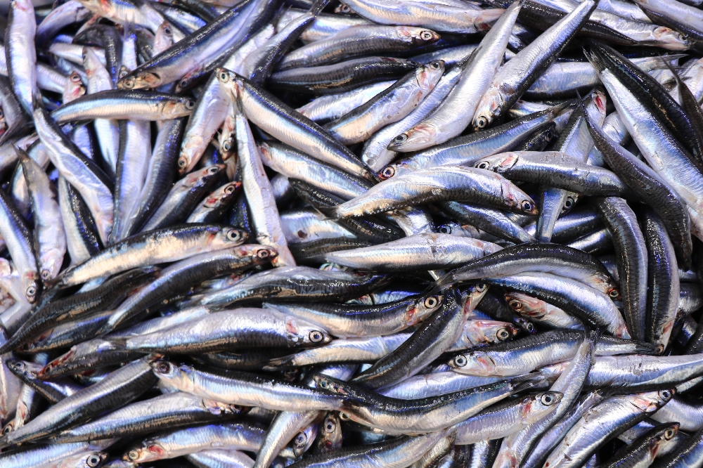 Palamuda ‘elveda’, hamsiye ‘merhaba’