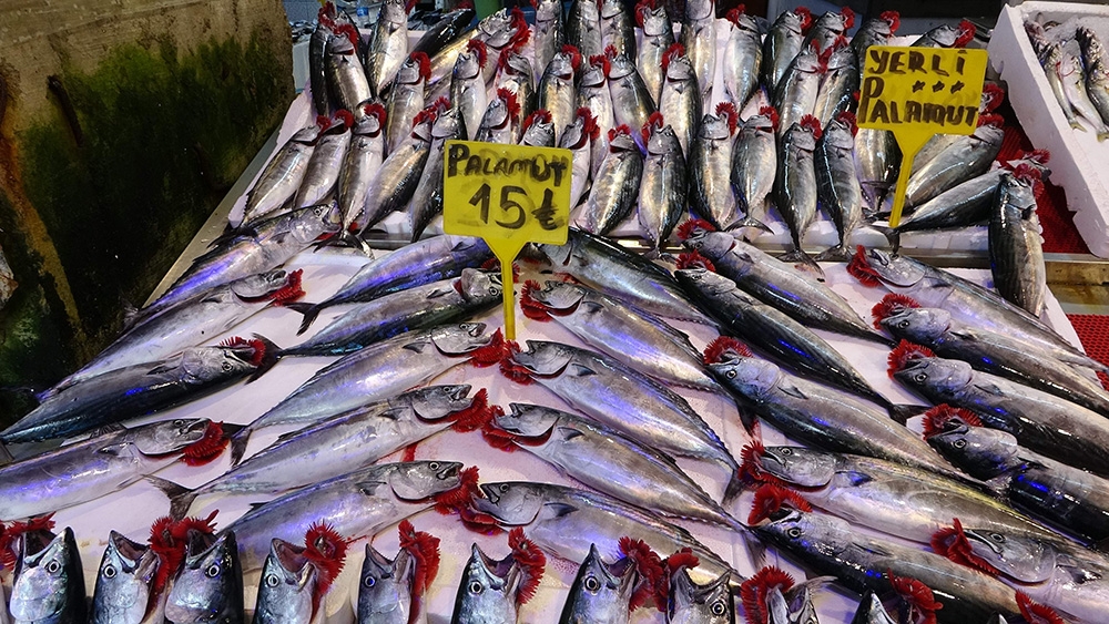 Palamut büyüdükçe fiyatı da arttı