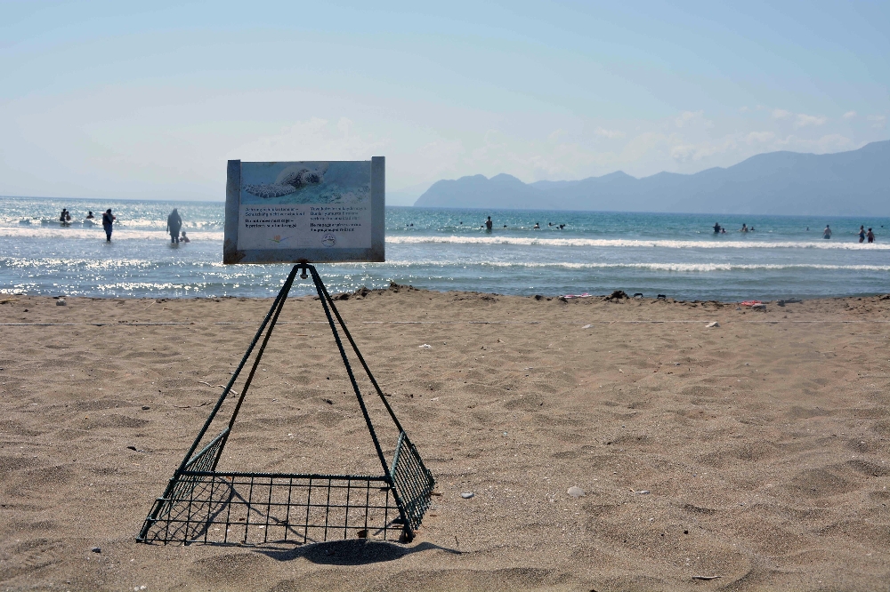 Pandemi döneminde kaplumbağa yuvası arttı