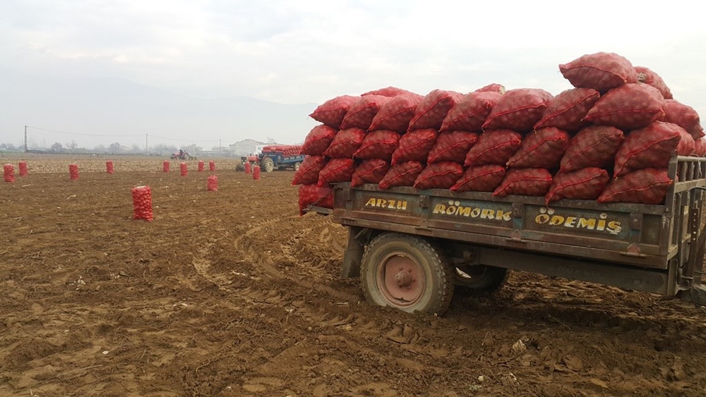 Patates Üreticisi Fiyattan Memnun Değil