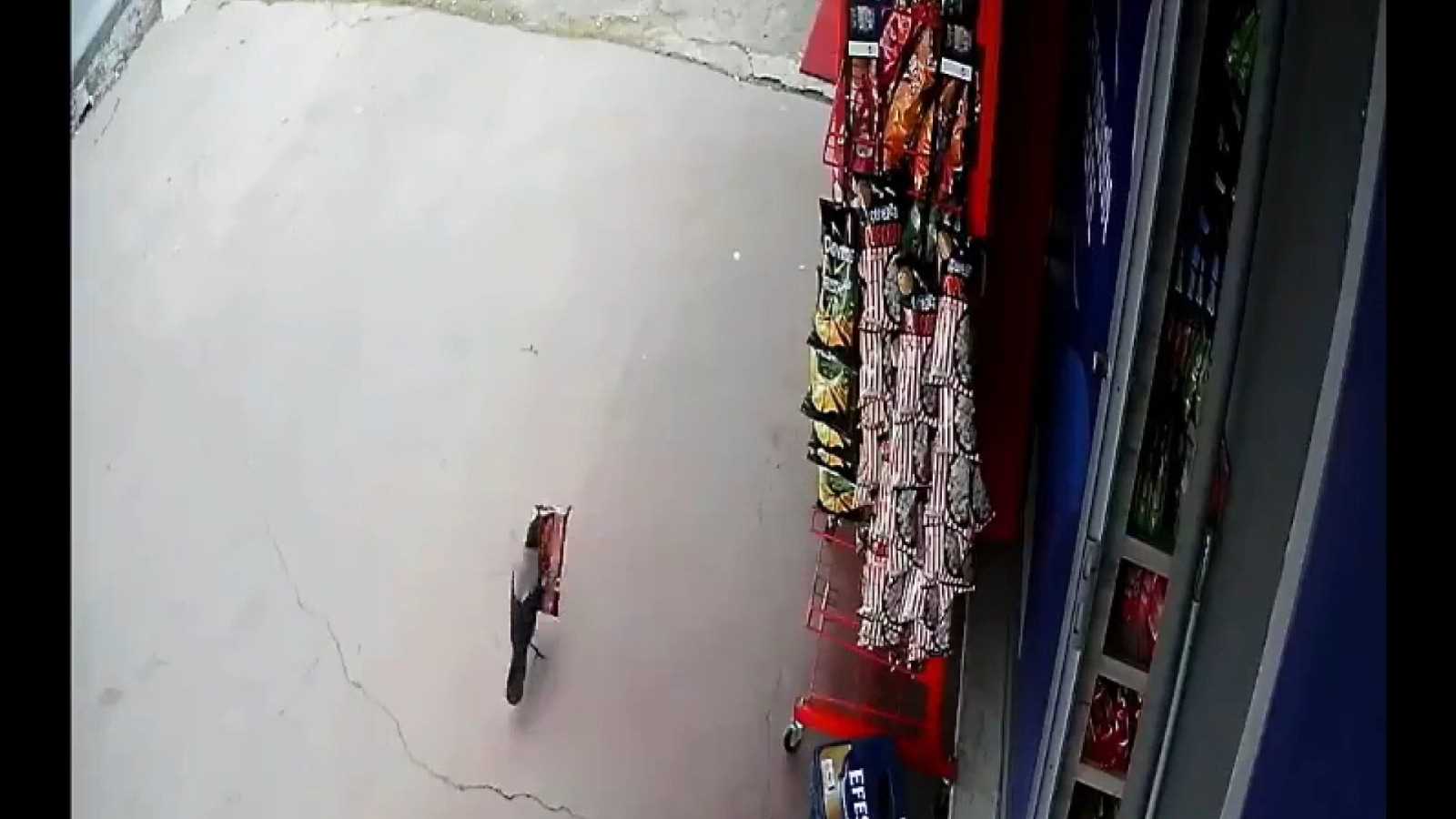 Pendik’te ‘cips hırsızı’ karga, iş yeri sahibine yakalandı