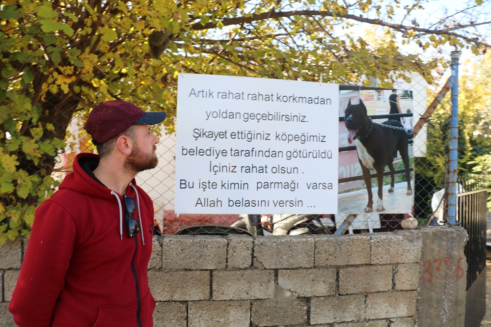 Pitbull Cinsi Köpeğini Şikayet Edenlere Böyle Tepki Gösterdi