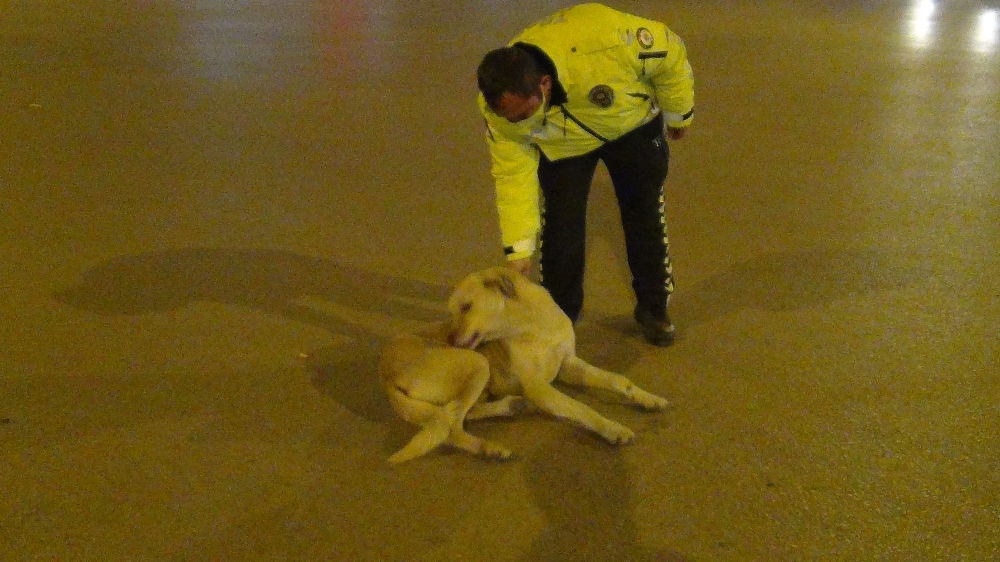 Polis memuruyla köpeğin gülümseten görüntüleri