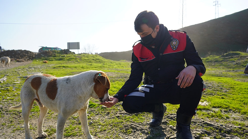 Polislerle sokak hayvanları arasındaki dostluk yürekleri ısıttı