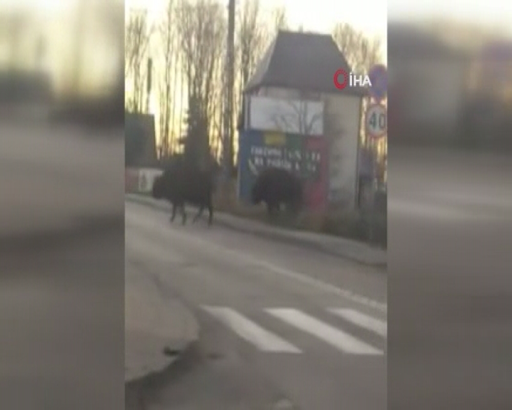 Polonya’da bizonlardan trafik dersi
