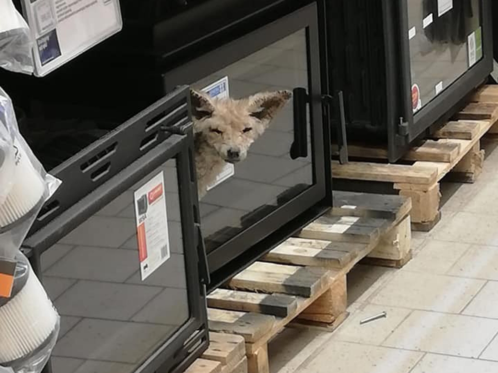 Polonyada Hasta Tilki İlacını Alışveriş Merkezinde Aradı