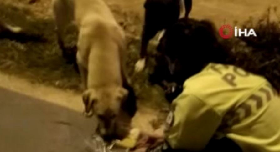 Radar polis memuru iftar kumanyasını sokak köpeklerine verdi