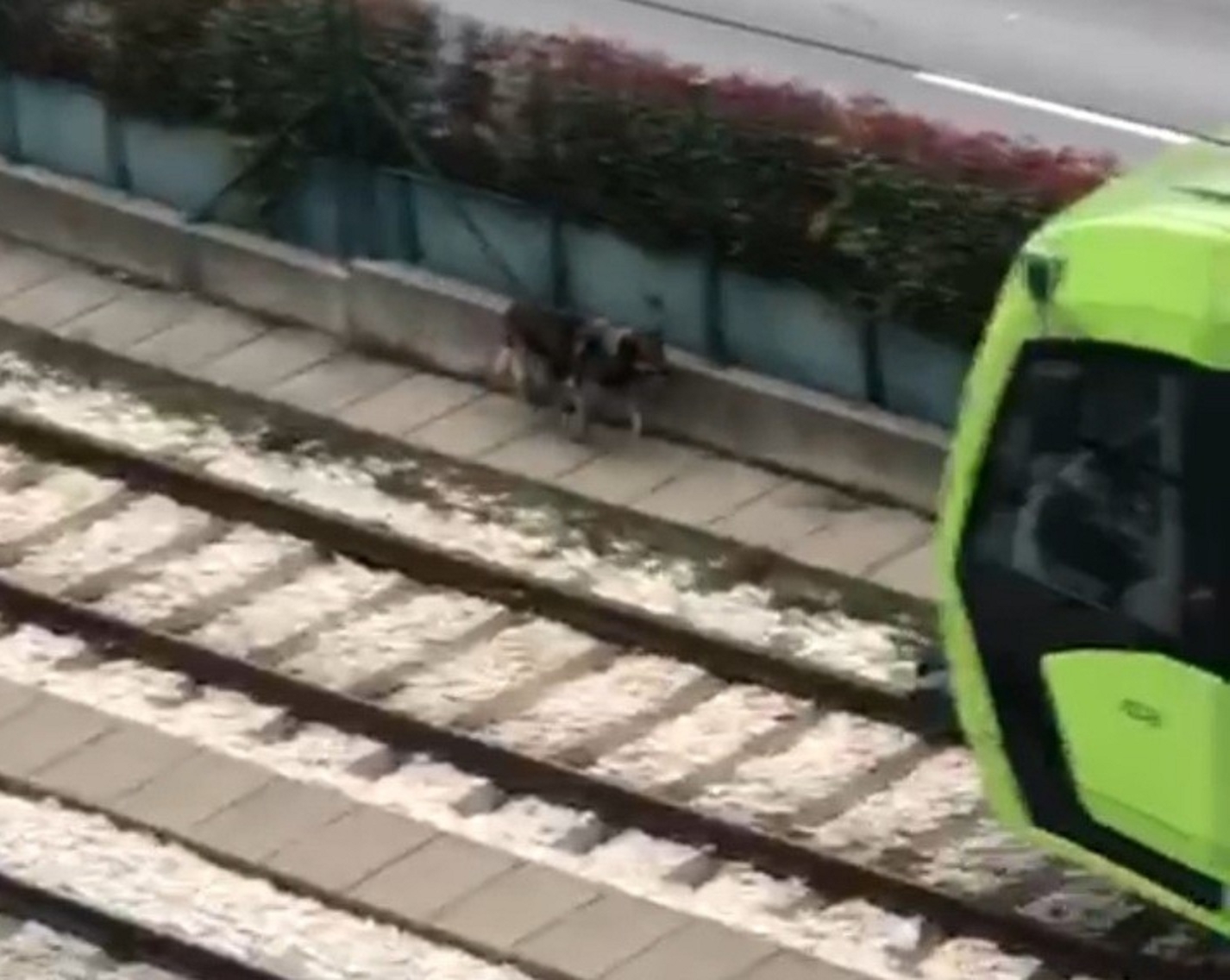Raylara giren davetsiz misafir binlerce insanın yolculuğunu aksattı