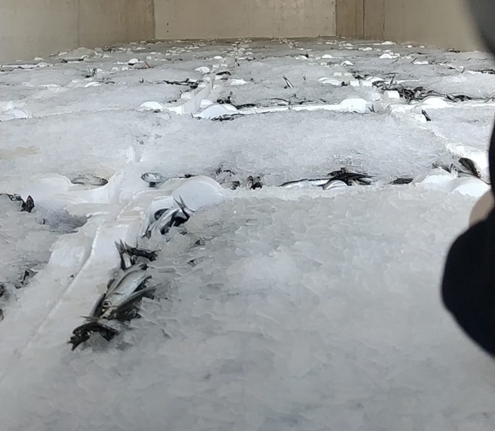 Rize’de 21 ton hamsiye el konuldu