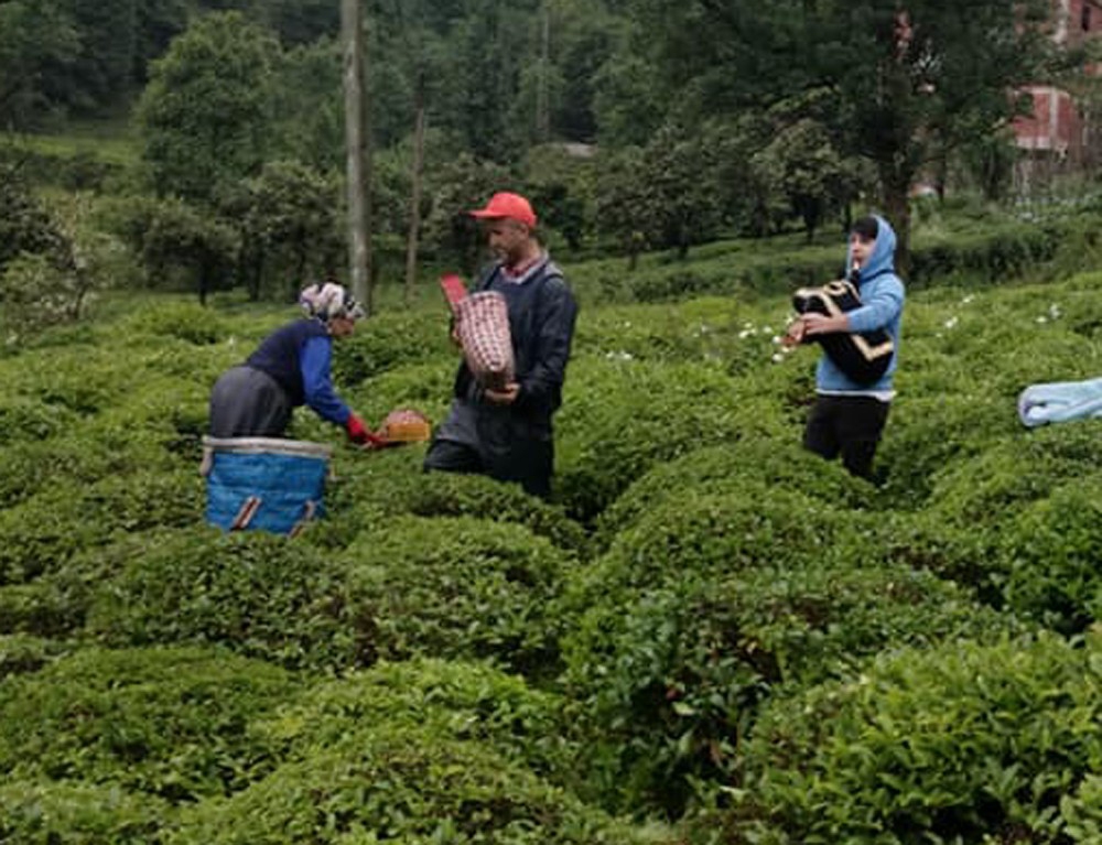Rize’de çay üreticileri tulum ile müzik eşliğinde çay topladı