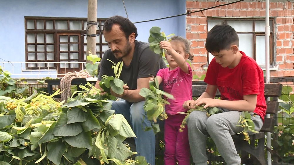 Rize’de ıhlamur hasadı başladı