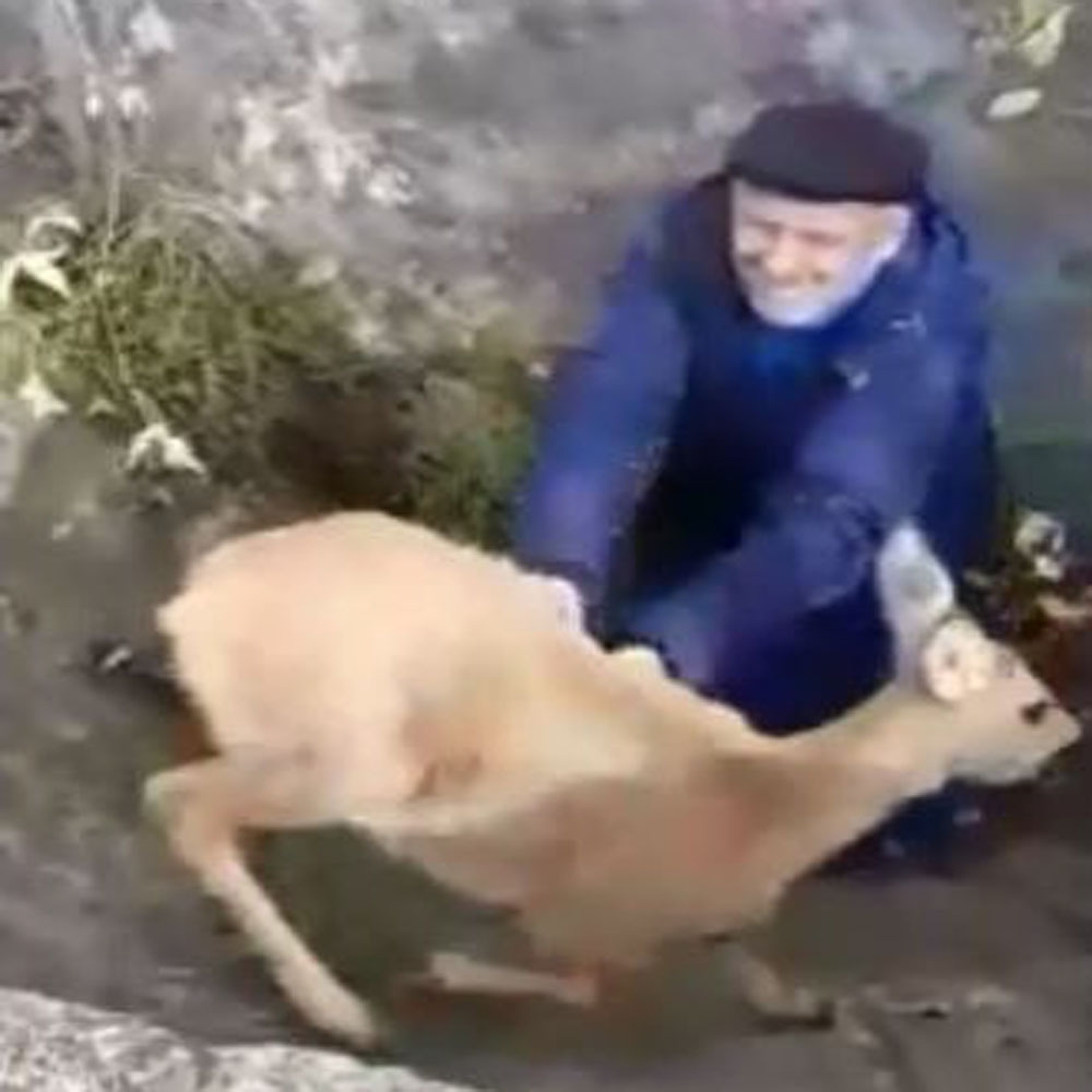 Rusya’da çukura düşen karacayı yaşlı çift kurtardı