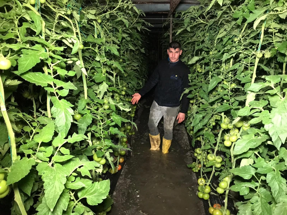 Sağanak Yağmur Seraları Vurdu