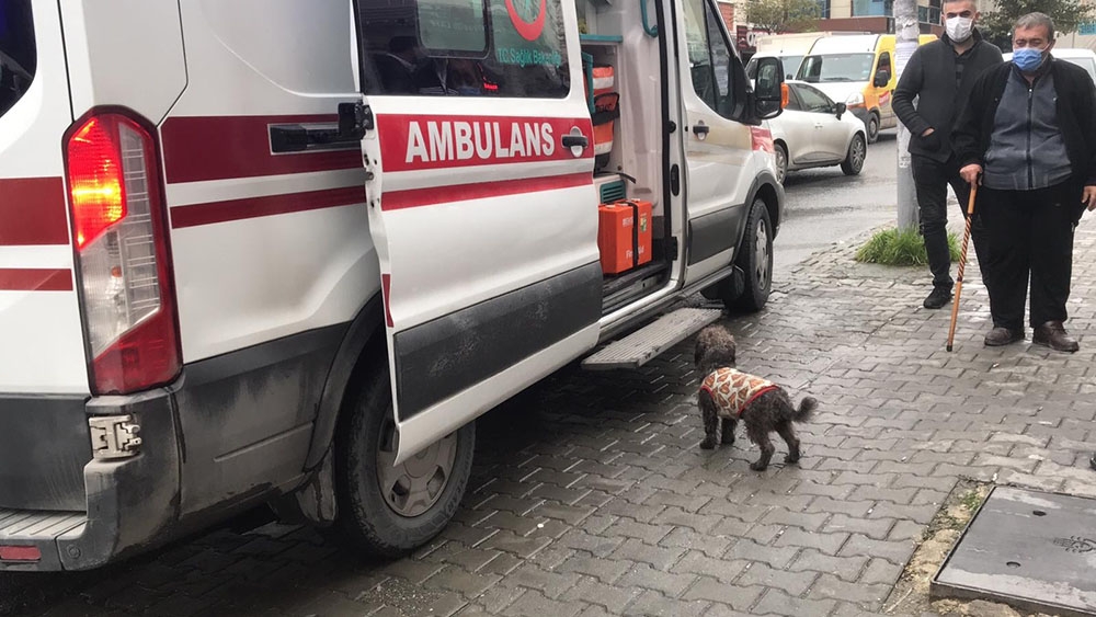 Sahibi  bıçaklanan köpek, ambulansın başında böyle bekledi