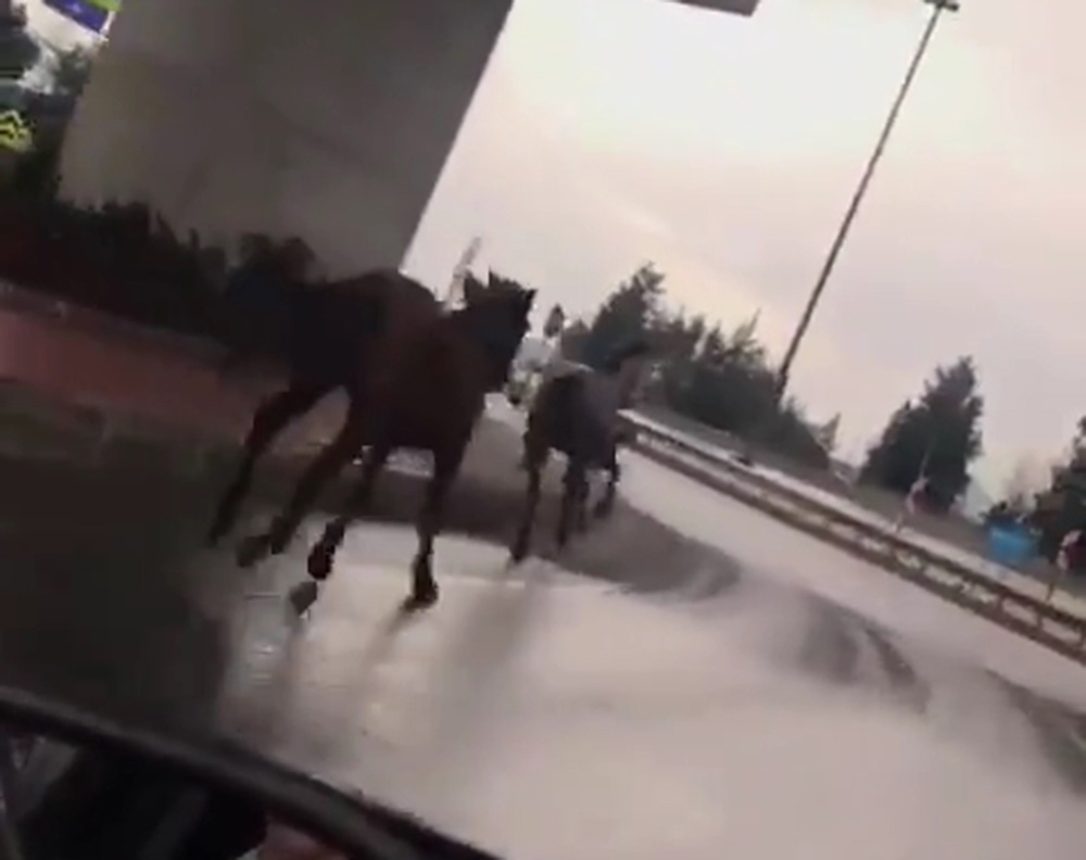 Sahipsiz atlar şehirler arası yolu hipodroma çevirdi