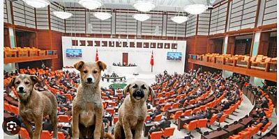 Sahipsiz hayvanlara yönelik kanun teklifinde ilk 3 madde kabul edildi..
