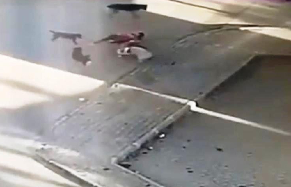 Saldırıya uğrayan köpeğini kurtarmak için köpeklerin arasına böyle daldı