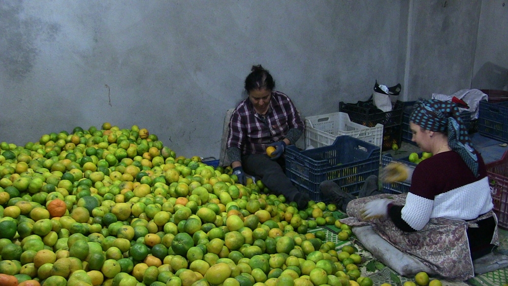 Samandağ Mandalinasında İhracat Başladı