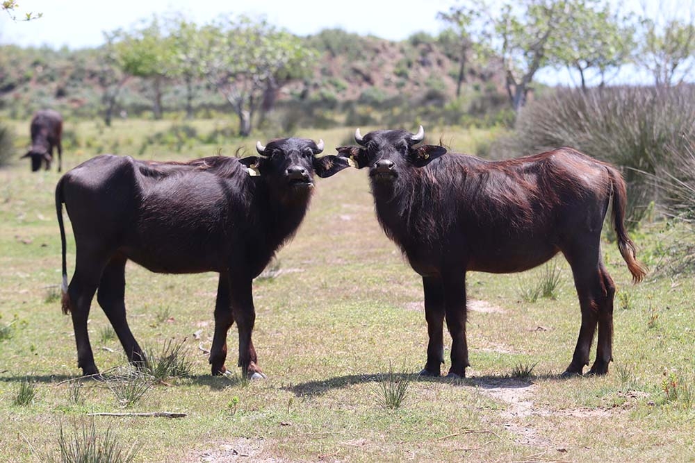 Samsun manda popülasyonunda Türkiye’de ilk sırada