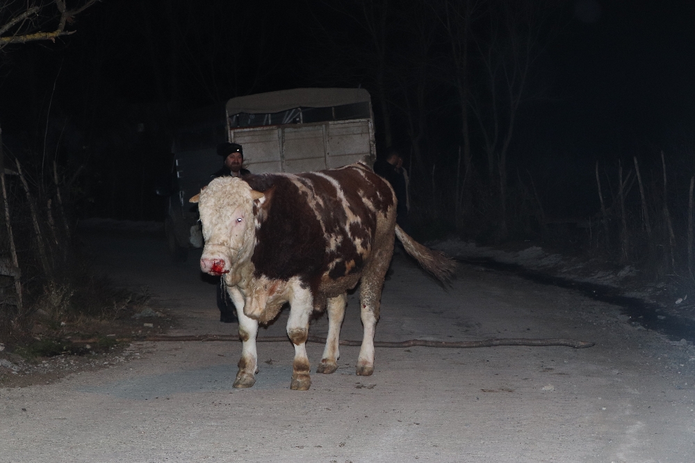 Samsun’da aksiyon filmlerini aratmayacak boğa kovalaması