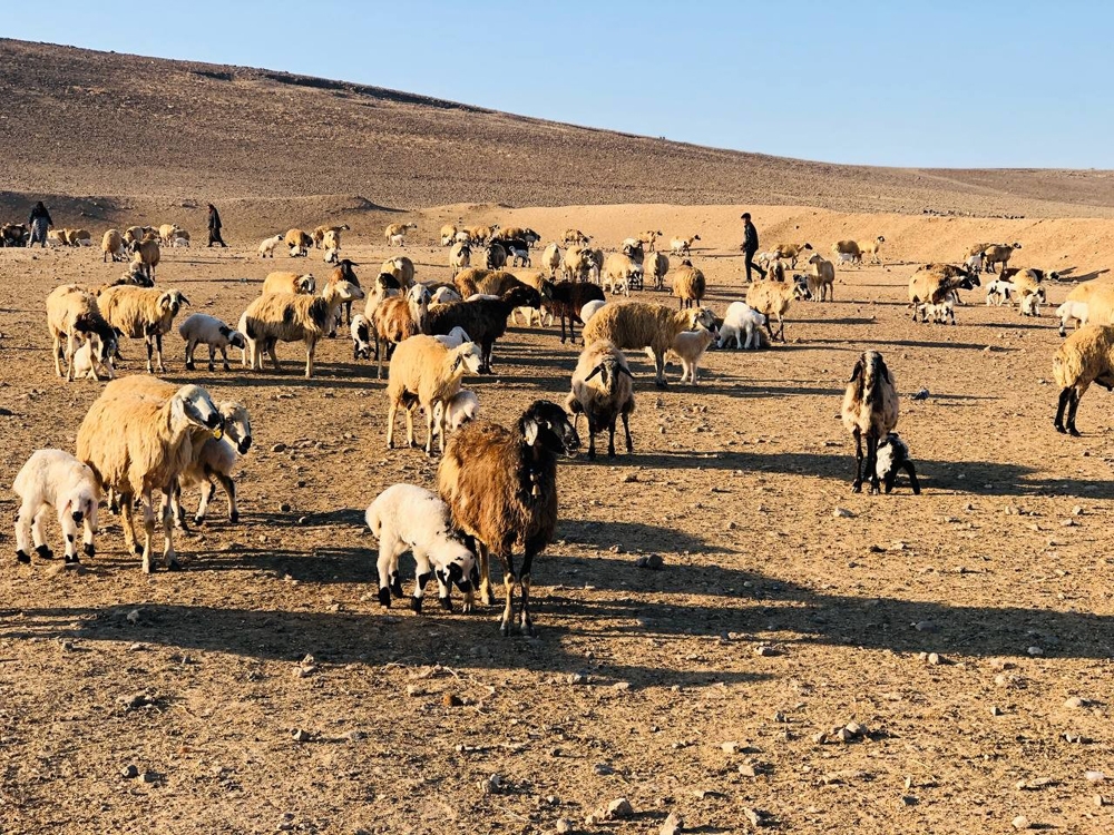 Şanlıurfa’da göçerler mera alanı bulamıyor