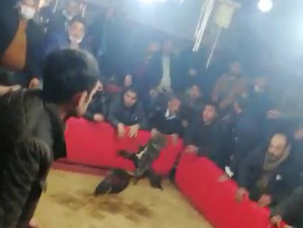 Şanlıurfa’da horoz dövüştürenlere operasyon