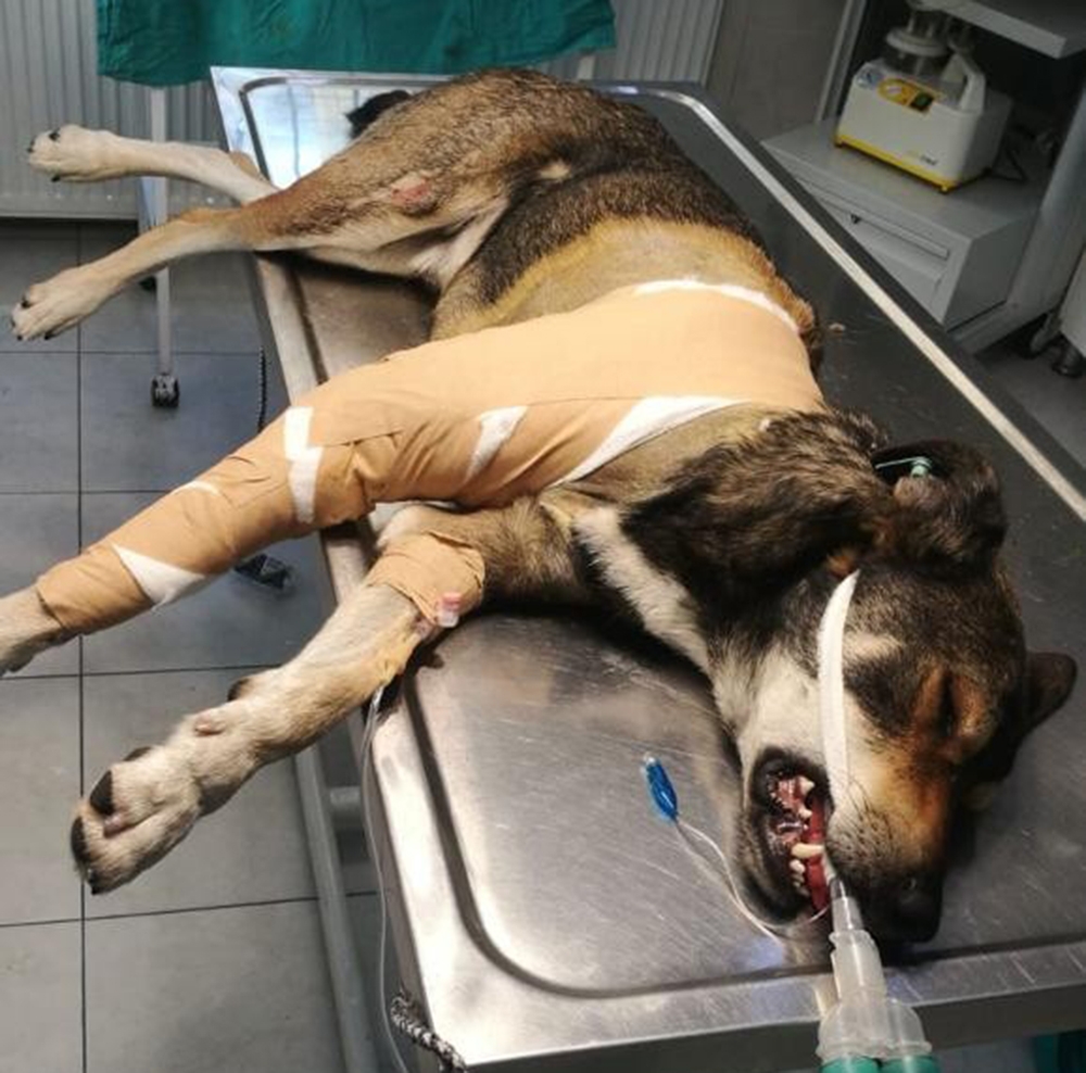 Sarıyer’de aracın köpeği ezdiği an kamerada