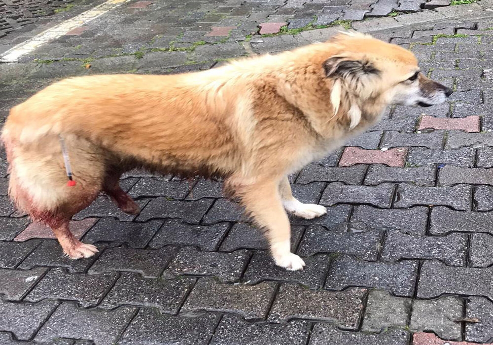 Sarıyer’de vicdansız sürücünün köpeğe çarpıp kaçtığı anlar kamerada