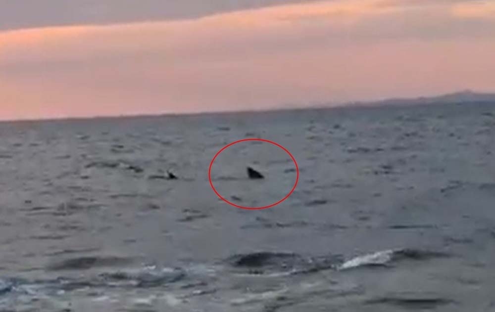 Saros Körfezi’nde kıyıya 15 metre kala köpekbalığı paniği
