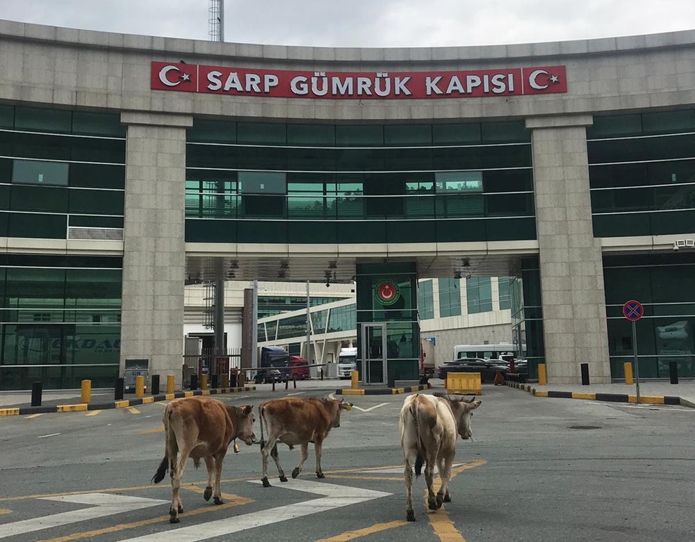Sarp Sınır Kapısı’nda gülümseten görüntüler