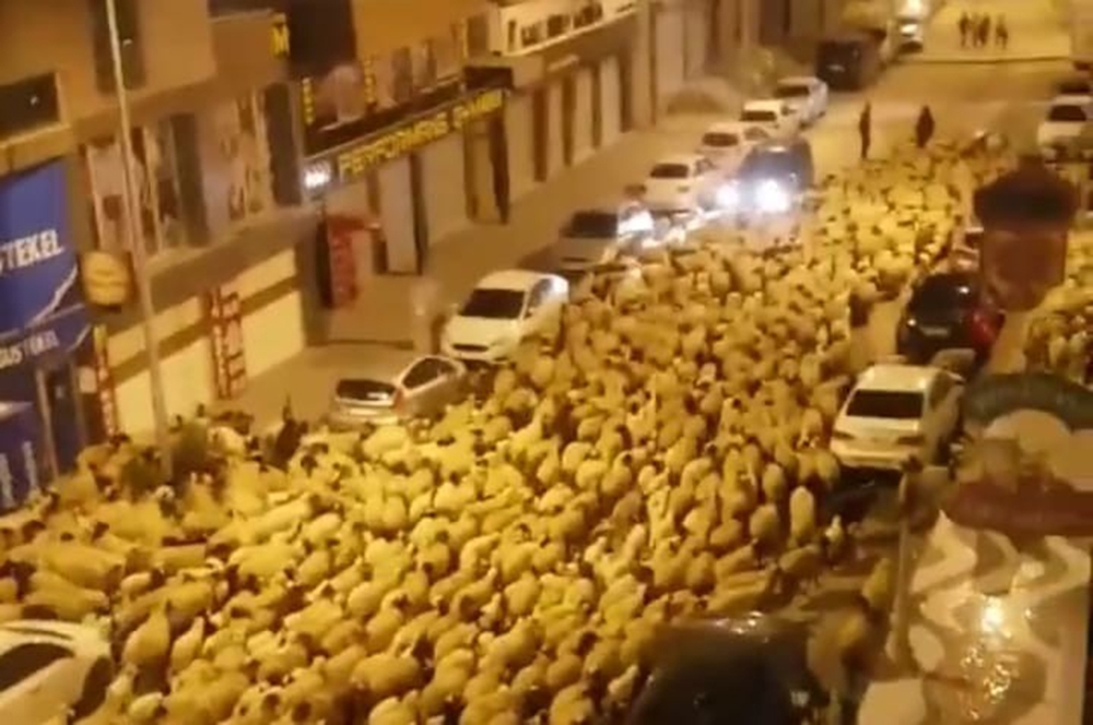 Şehir merkezinden geçen koyun sürüsü şaşkına çevirdi