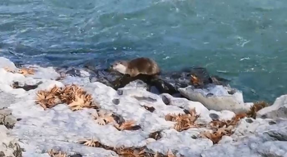 Şemdinlide Su Samuru Görüntülendi