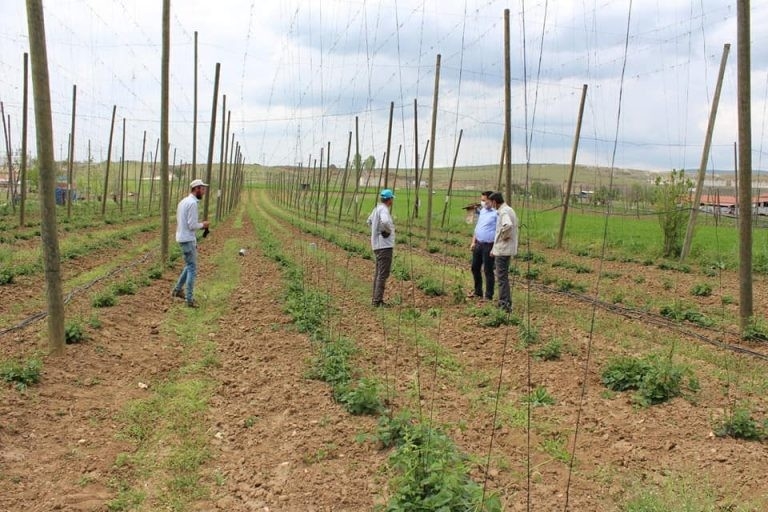 Şerbetçi otunda ipleme mesaisi başladı