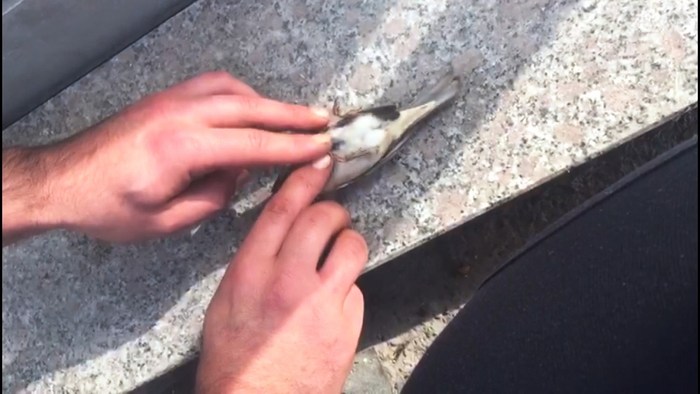 Serçenin Hayatını Kalp Masajı Yaparak Kurtardı