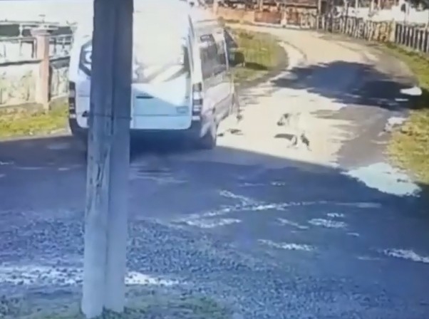 Servis aracıyla sokak köpeğini ezen sürücüye ceza...O anlar kamerada