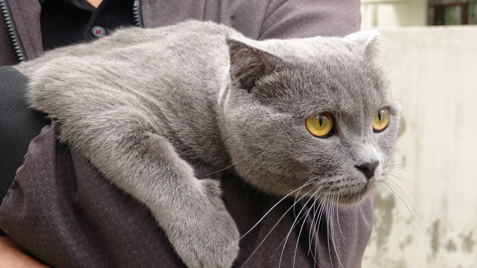 Sevimli kedi 4. kattan dört ayak üstüne düştü