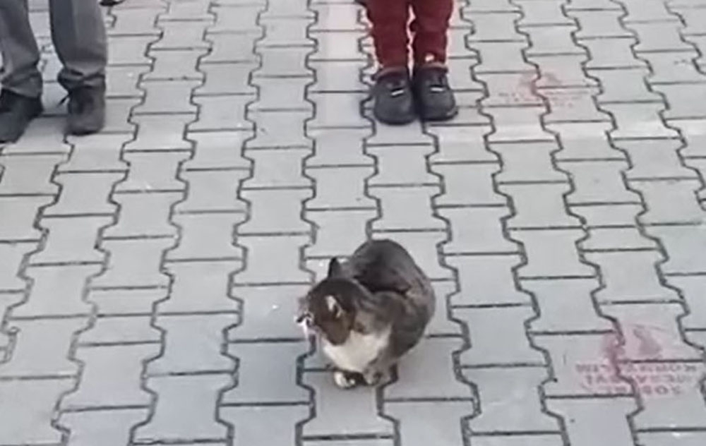 Sevimli kedi İstiklal Marşı okunurken böyle bekledi