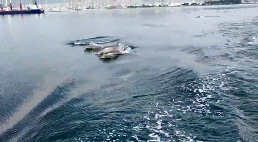 Sevimli yunuslar deniz yüzeyi temizleme aracıyla yarıştı