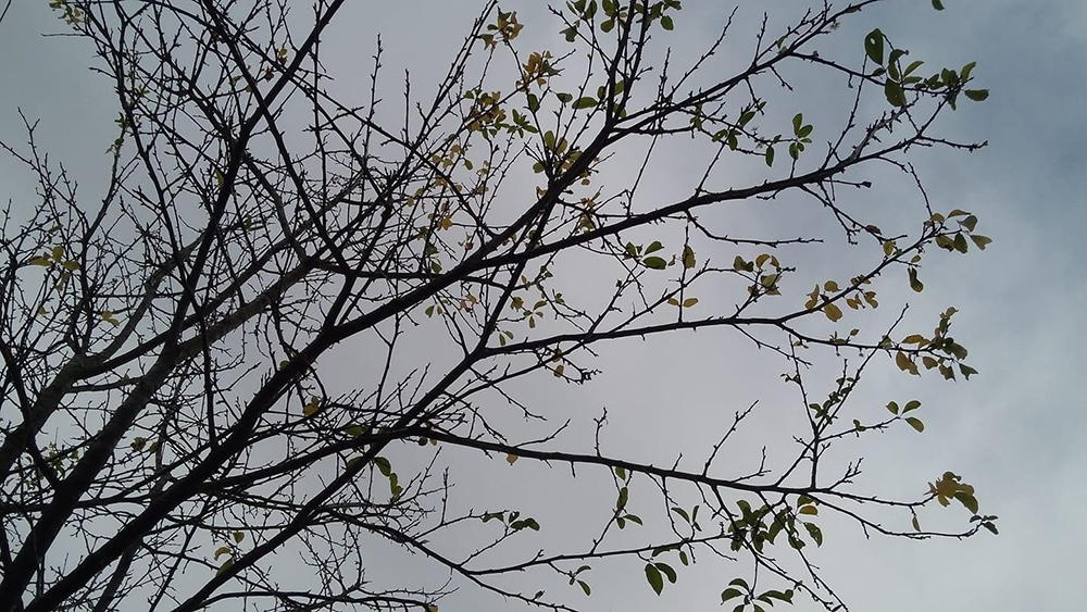 Sıcak havalar, ağaçları da şaşırttı