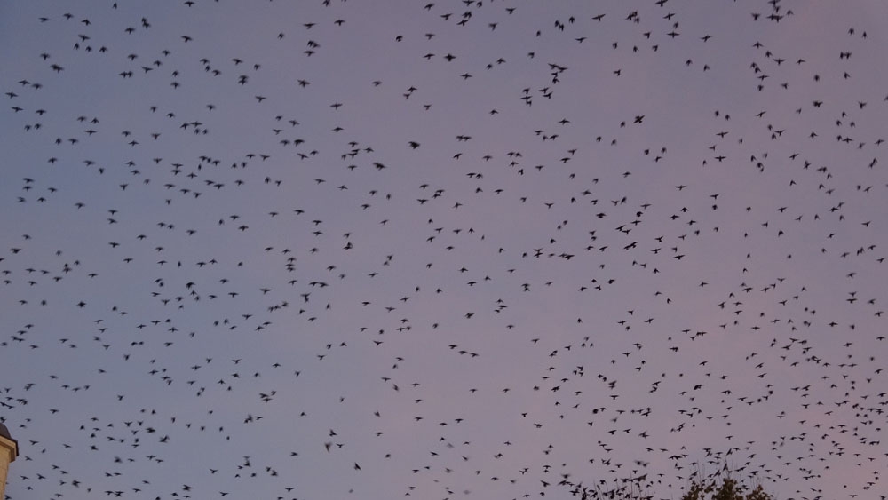 Sığırcık Kuşları Gökyüzünü Adeta Bulut Gibi Kapladı